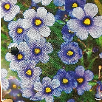 청매화붓꽃/보라 1