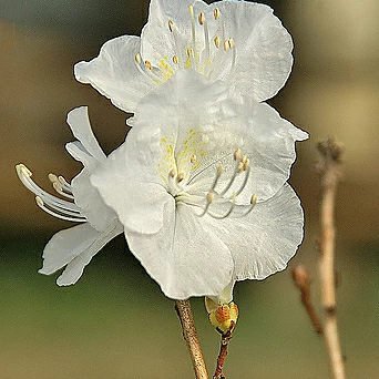 [청계산식물원] 꽃대 흰진달래 (15cm포트) / 사진촬영 2024년 2월 13일 1
