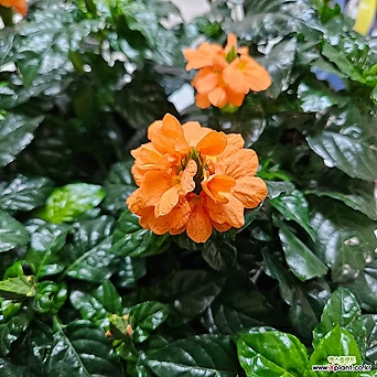 주황색 꽃이 예쁜 크록산드리아 1