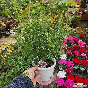 피나타 보르니아  피나타품종 인기봄꽃식물 한정판매 1