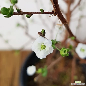 장미조팝나무 소품분재 겹꽃 흰꽃 노지월동 야생화 1