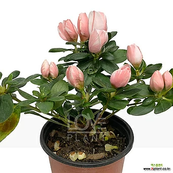 캘리 캘리포니아 철쭉꽃 아잘레아 아젤리아 서양 철쭉 화분 야생화 공기정화식물 1
