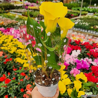 카라 노랑꽃 소품159 알뿌리 구근식물 꽃비종합원예 1