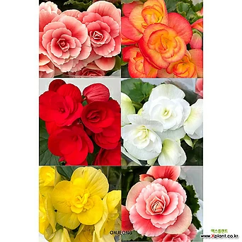 장미베고니아 5가지색상 아름다운꽃 랜덤발송 33cm 1