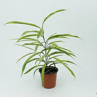 무늬 알리 고무나무 실내공기정화 키우기쉬운 희귀 반려 소품 키우기쉬운 식물 1
