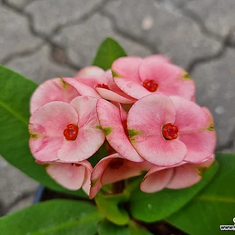 [하와이꽃집] 일년 열두달 피고지는 왕꽃기린 핑크계열 15cm포트 1