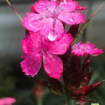 카루투시안 분홍꽃 1