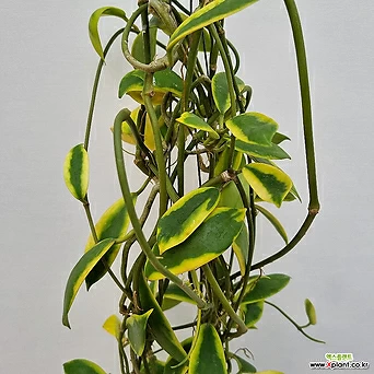 호야 디버시폴리아 / 댄시폴리아 (Hoya diversifolia albomarginata) 1