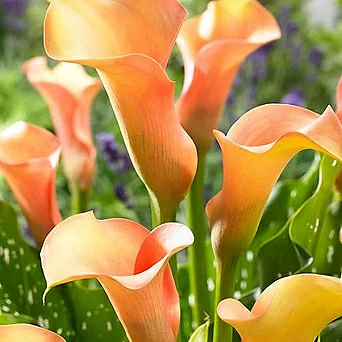 카라 피치펄 구근1개 칼라는 개화기간이 길어서 아름다운꽃을 오래 볼수 있죠. 1