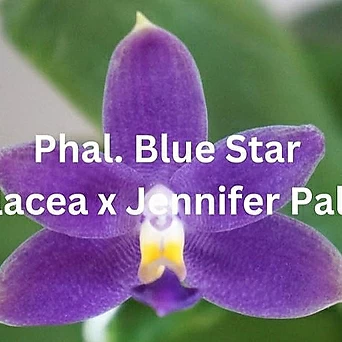 호접원종.Phal(equalacea 'Blue'+jennifer palermo).예쁜보라색.귀한품종.좋은향. 1