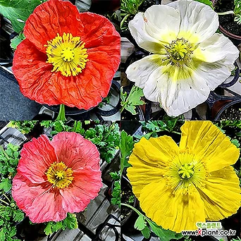 꽃나무드림 (5개) 양귀비 꽃 봄꽃 노지월동 정원 다년초 색상랜덤 1