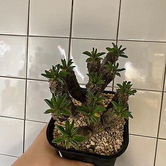 Euphorbia guillauminiana-유포르비아 귈라우미니아나 1