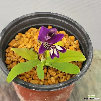시노티아붓꽃 1
