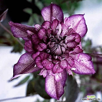 클레마티스 카시스 10cm 포트 큰꽃으아리묘목 봄꽃 넝쿨식물 진보라겹꽃 꽃보러가자 1