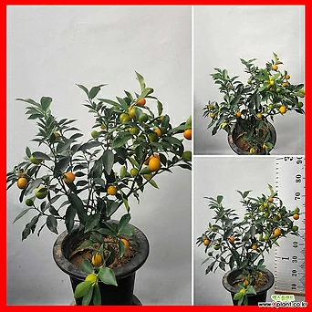 꽃과나무] 금귤 (65-75cm) 낑깡 1