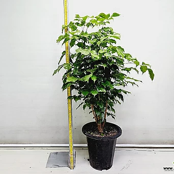 녹보수중품공기정화식물높이100cm 1