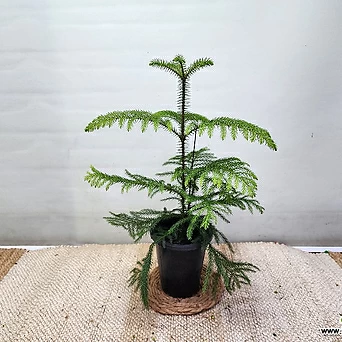 아라우카리아공기정화식물높이80cm 1
