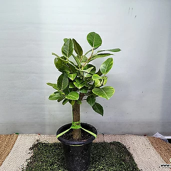 뱅갈고무나무중품공기정화식물관엽식물 1