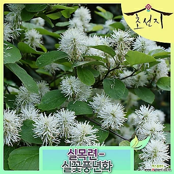 [초선지] 실목련 실꽃풍년화 7치포트묘목 Fothergilla Gardenii 1
