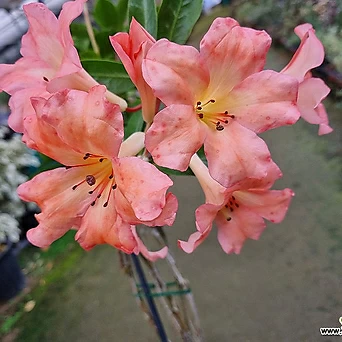 [하와이꽃집] 은은한 칼라 피치칼라  비레아만병초 1