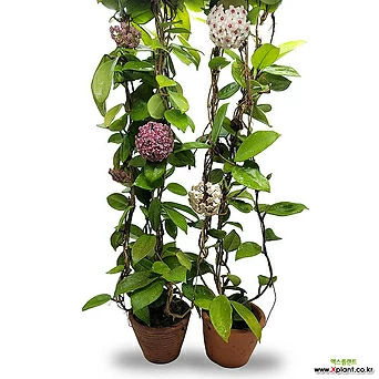 초록공기  호야 카노사 꽃대있음  중대품 공기정화식물 플랜테리어 키우기쉬운식물 1