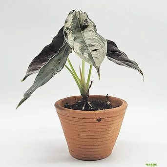 알로카시아 아즈라니 공기정화식물 플랜테리어 키우기쉬운식물 1