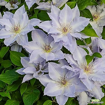 클레마티스 트랭퀼리티 10cm 포트 큰꽃으아리나무 봄꽃 넝쿨식물 연보라색꽃 꽃보러가자 1