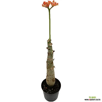 자트로파 아프리카 희귀식물 52cm 1