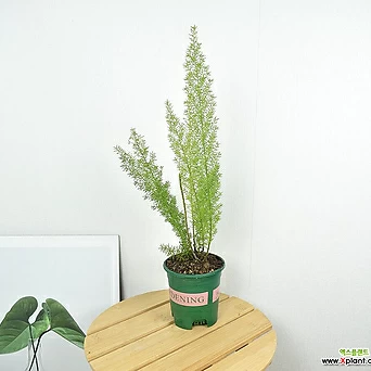 서비내 아스파라거스 메이리 '여우꼬리' 플랜테리어 식물선물 선물용식물 인테리어 공기정화식물 1