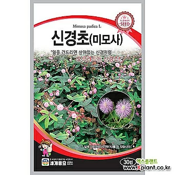 신경초(미모사) 30립 / 세계종묘 꽃씨앗 1