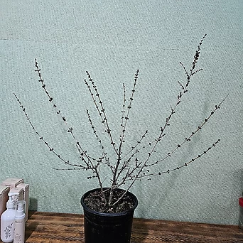 미선나무 3년생분화 1