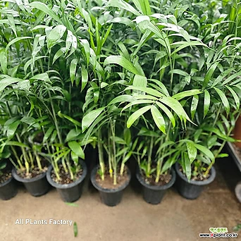 식물공장 세이브릿지야자 대나무야자 대품 공기정화 80-120cm 299 1