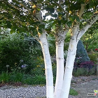 잭큐몬티 도렌보스 자작나무 직배양재배묘 1
