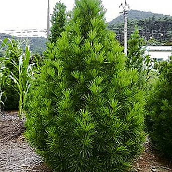 금송 키70cm 트리팜원예종묘 8년생 나무 1