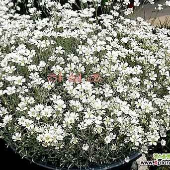 하설초(소품)-실버그린의 아름다운 잎과 흐드러지게 피는 흰꽃이 매력만점인 1