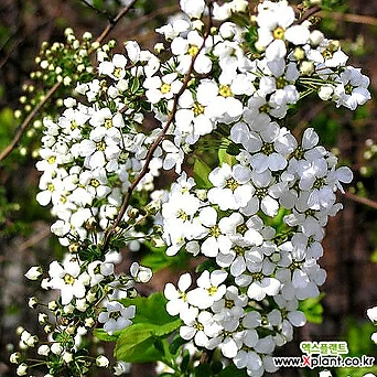 설유화(꽃대소품)-꽃이피면 하얀눈이 소복이 쌓인것처럼 아름다운 자태를 선사해줍니다. 1