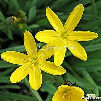 노랑등심붓꽃-노지월동 잘 하며 노랑색 예쁜꽃을 피우는 노랑 등심붓꽃입니다. 1
