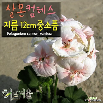 [허브여울제라늄]제라늄 살몬컴테스(pelargonium Salmon komtess) 지름 12cm 중소품화분 1