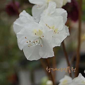 [청계산식물원] 꽃대  흰진달래 (15cm포트)  / 사진촬영 2024년 2월 25일 1