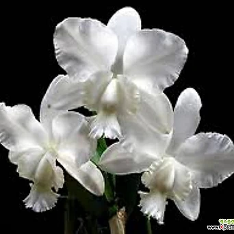 카틀레야원종.dolosa 'Gorgeous'.예쁜흰색.화이트색.꽃모양큰편.꽃모양시원시원한형.좋은향.인기상품. 1