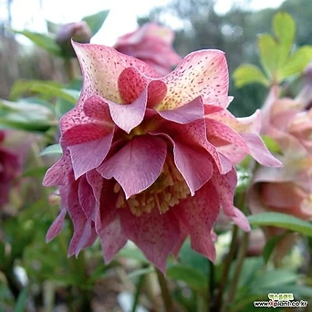 크리스마스 로즈 더블 핑크 -1포트(15cm)모종(헬러보러스)사순절꽃 1