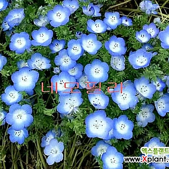 네모필라(풍성소품)-블루칼라의 신비로운 꽃이 아름다워요. 1