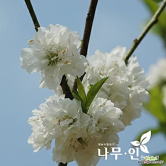 [나무인] 남경도화 꽃복숭아 흰색꽃 분뜨기 1