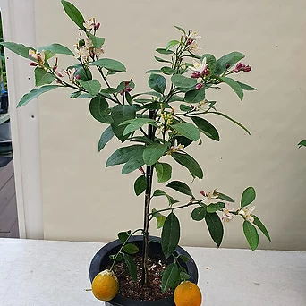 레몬라임나무 향기꽃 1
