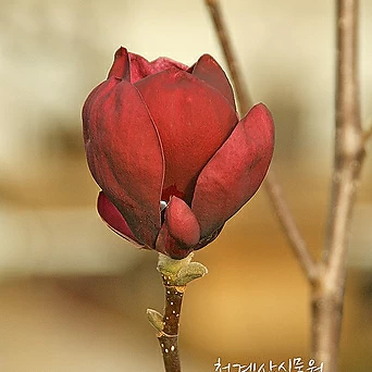 [청계산식물원] 꽃대 목련제니 A01 (높이 100cm) / 사진촬영 2024년 2월 27일 1