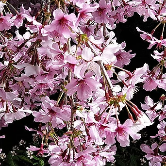 [청계산식물원]  수양벚나무 M01 (높이 100cm) / 사진촬영 2024년 2월 27일 1