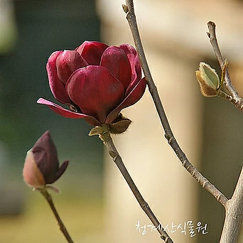 [청계산식물원] 꽃대 목련제니 A02 (높이 90cm) / 사진촬영 2024년 2월 27일 1