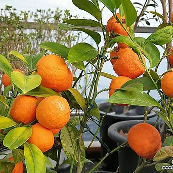 오렌지레몬나무  열매 예뻐요.. 1