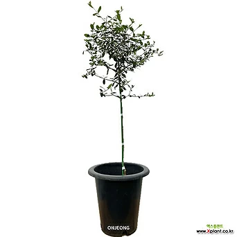 올리브나무화분 외목대 최상급 93cm 온정 1