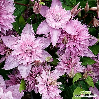 클레마티스- 뉴 해글리 하이브리드 (11cm포트) 넝쿨식물 큰꽃으아리 꽃나무묘목 정원에서 1